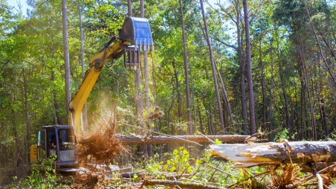 As,Preparation,For,Construction,Of,New,Structure,,Trees,Are,Uprooted