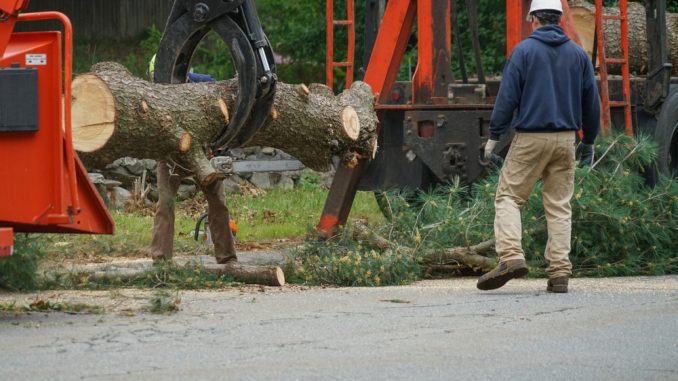Removed,Tree,Trunk,By,Crane,In,Residential,Area