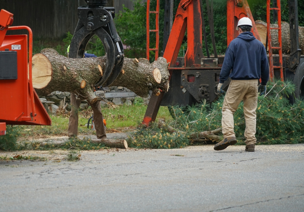 Safe Rigging & Equipment Selection for Large Tree Removal | Equipment ...